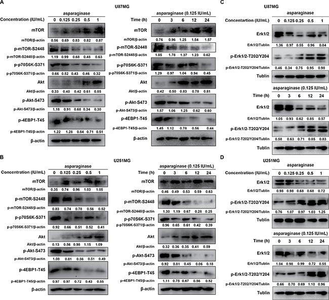 The Akt/mTOR and Erk signaling pathway participated asparaginase-induced autophagy in GBM cells.