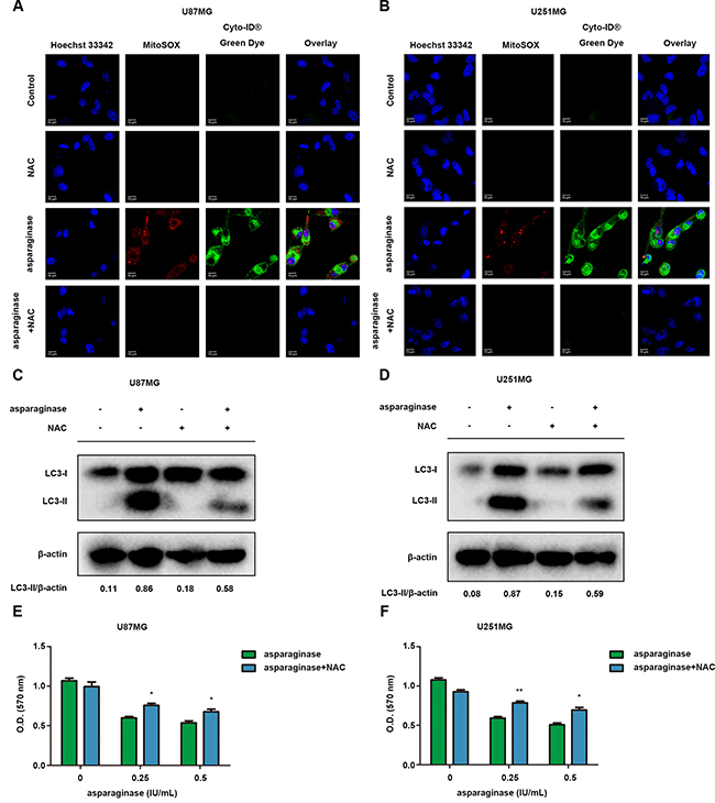 ROS was involved in autophagy by asparaginase in GBM cells.