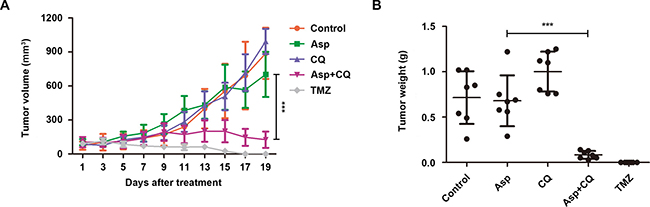 Suppression of autophagy potentiated the anti-tumor effect of asparagine depletion in vivo.