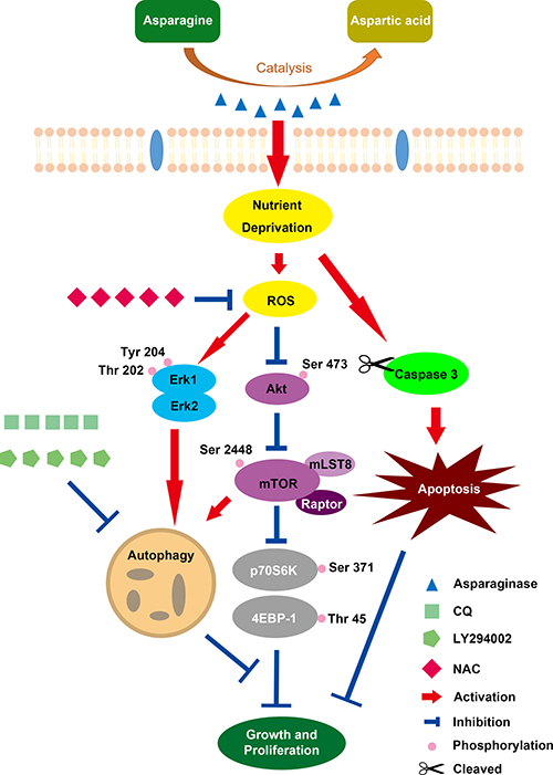 Scheme 1: Overview of Caspase-dependent apoptosis and ROS-dependent autophagy and cytotoxicity induced by asparaginase in U87MG and U251MG GBM cells.