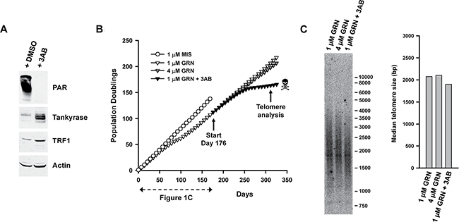 Exposure to 3AB limits the lifespan of GRN163L-resistant L3.6pl cells.