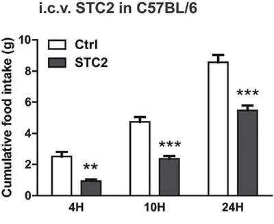 I.c.v. injection of STC2 inhibits acute food intake in C57BL/6 mice. C57BL/6 mice were fasted for 24 hr, then i.c.v. administrated with STC2 recombinant protein (1 &#x03BC;g) or vehicle control (PBS) into the lateral ventricle.