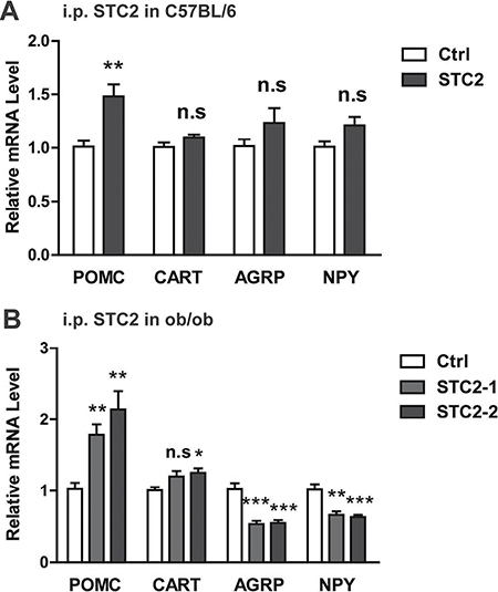 STC2 modulates hypothalamic AGRP, NPY, POMC and CART expression.