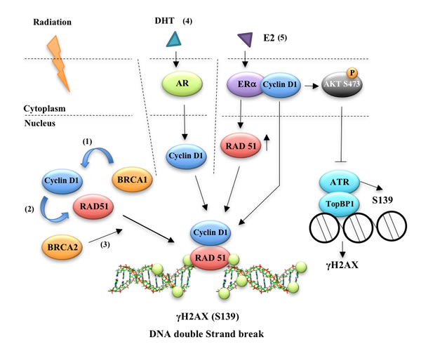 Cyclin D1 participates in estrogen and androgen mediated DNA damage repair responses.