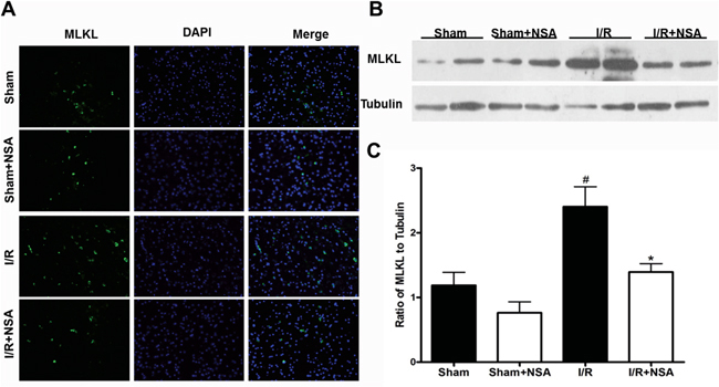 NSA treatment decreased MLKL expression after I/R injury.