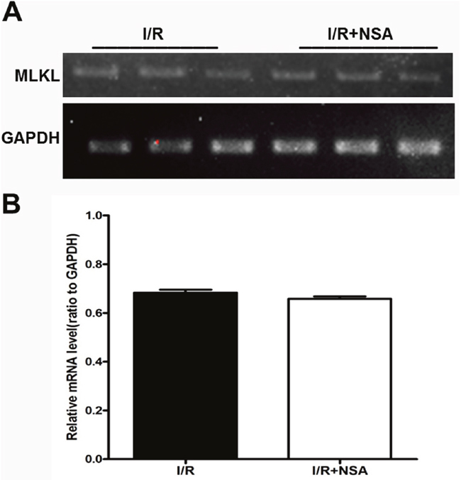 NSA did not affect the mRNA expression of MLKL after cerebral I/R injury.