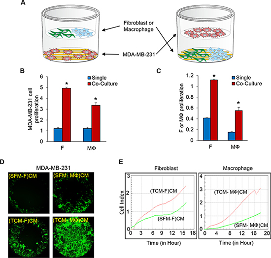 Co-culture of TNBC cells with fibroblasts or macrophages enhances cell proliferation and migration of the TNBC cells.