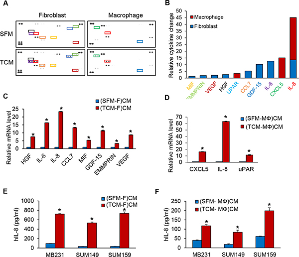 IL-8 protein expression is increased in fibroblasts or macrophages induced by TCM of TNBC cells.