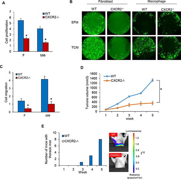 Knockout of CXCR2 using CRISPR-Cas9 system inhibits cell proliferation and migration in MDA-MB-231 cells.