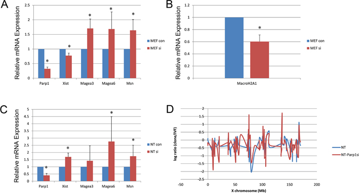 Expression of X chromosome-linked genes in MEF and NT blastocysts when Parp1 was knocked down.