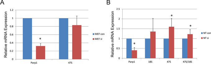Effects of rDNA-related gene expression in MEF and NT blastocysts when Parp1 was knocked down.