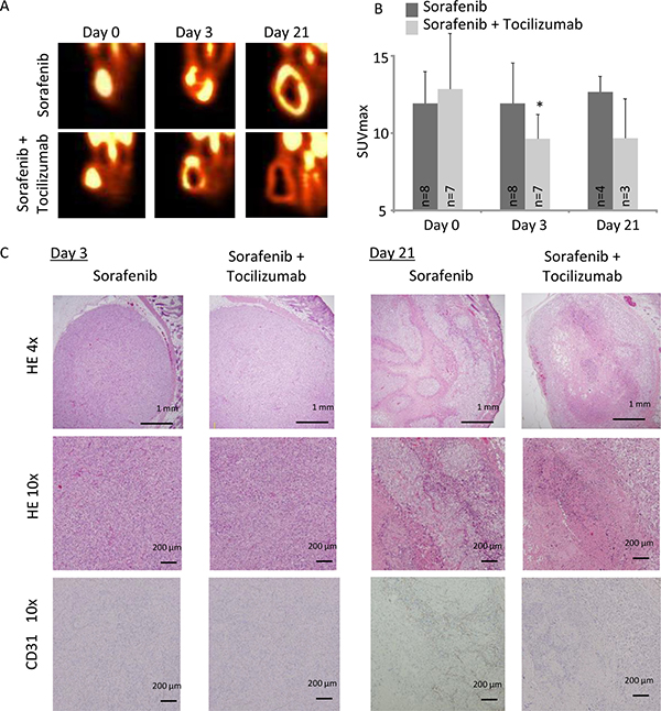 A nude mice xenograft model of 786-O cells was evaluated by FDG-PET imaging during a time course of 3 and 21 days.