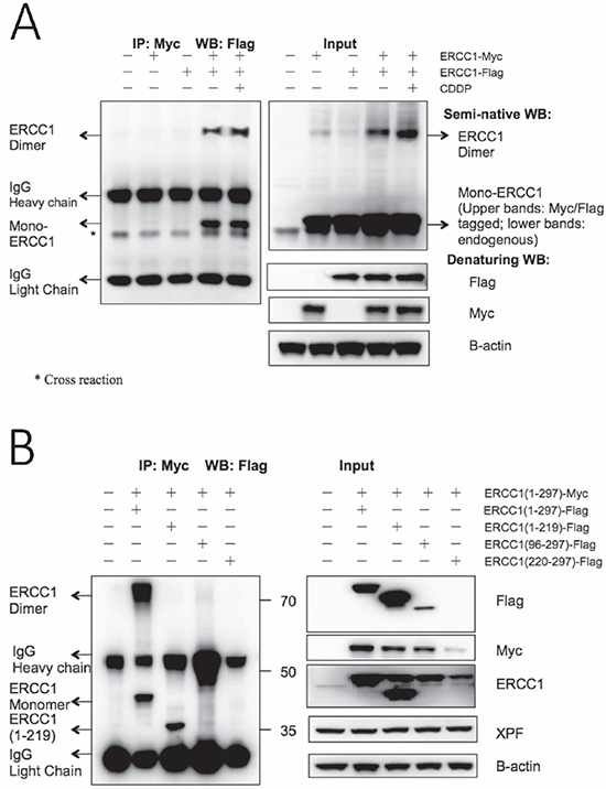 Homodimerization of overexpressed ERCC1 occurs and construct ERCC1 (220-297) can dramatically destabilise co-transfected wild-type ERCC1.