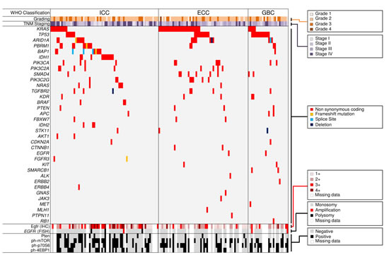 Mutation and immunohistochemical landscape of 153 primary biliary carcinomas.