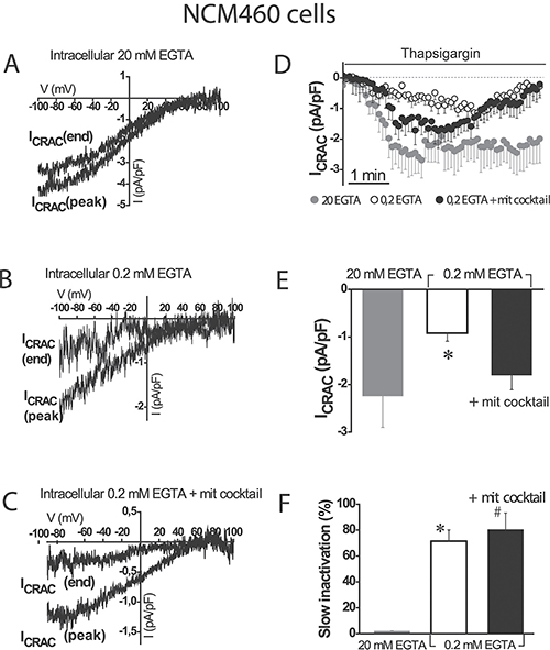 Mitochondria modulate activation of store-operated currents (SOCs) but are not able to prevent the slow, Ca2+-dependent inactivation in normal colonic cells.