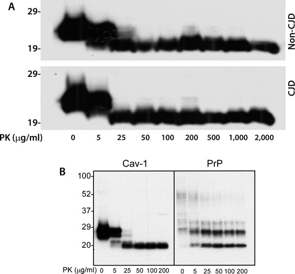 PK-resistance of caveolin-1 from human brain homogenate.