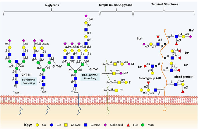 Schematic representation of protein-associated glycan structures relevant in bladder cancer.