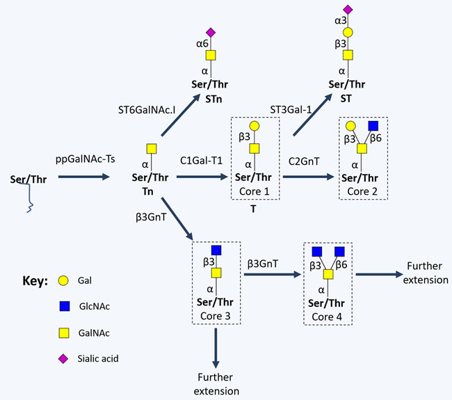 Schematic representation of short-chained O-linked glycan structures.