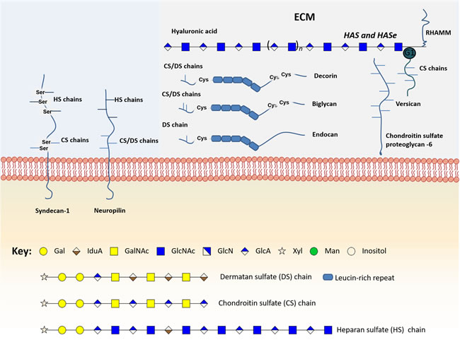 Schematic representation of the main glycomolecules with biological relevance in bladder cancer.