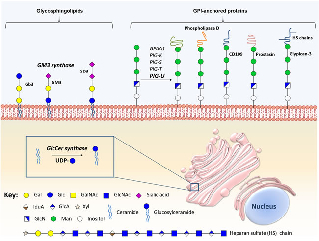 Schematic representation of the main biologically relevant glycosphingolipids and glycosylphosphatidylinositol-anchored proteins in bladder cancer.
