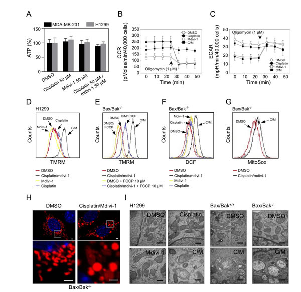 Mdivi-1 causes mitochondrial dysfunction and its combination with cisplatin induces mitochondrial swelling that triggers Bax/Bak-independent MOMP (A) MDA-MB-231 cells and H1299 cells were treated as indicated for 4 h and subjected to ATP determination.