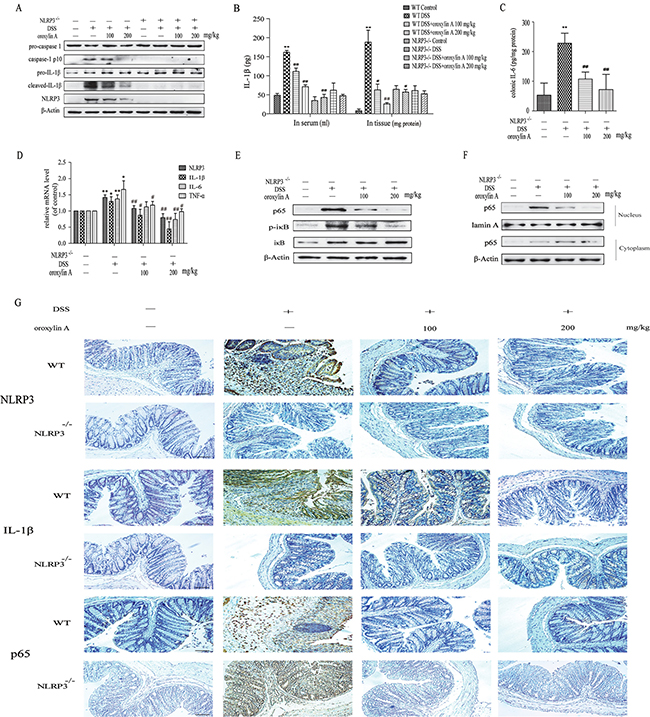 Oroxylin A down-regulated the activation of NLRP3 inflammasome in DSS-induced acute colitis.
