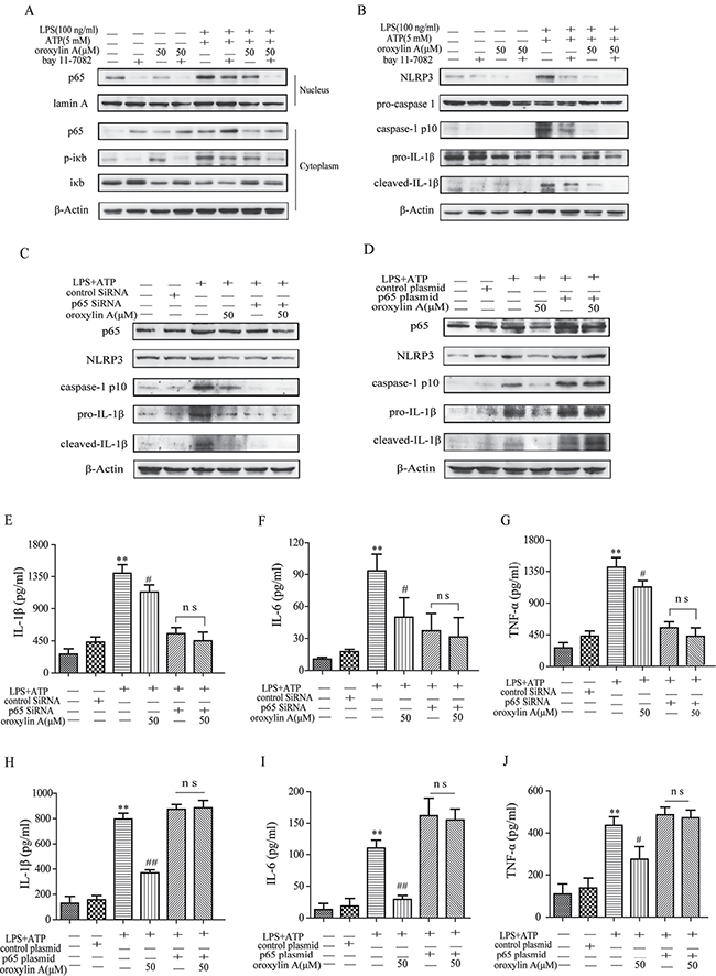 Oroxylin A blocked NLRP3 inflammasome activation through inhibiting the NF-&#x03BA;B signaling.