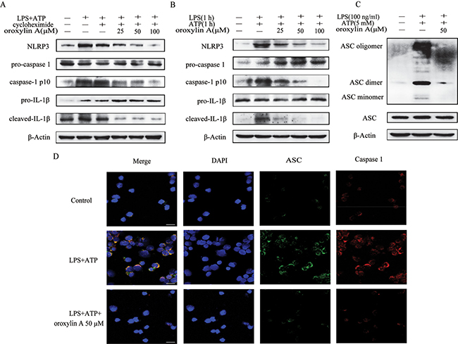 Oroxylin A blocked ASC speck formation and inflammasome assembly.