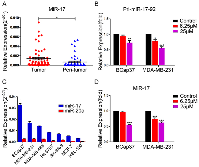 Endogenous expression of miR-17 in breast cancer cells and suppression of pri-miR-17-92 and miR-17 by resveratrol.