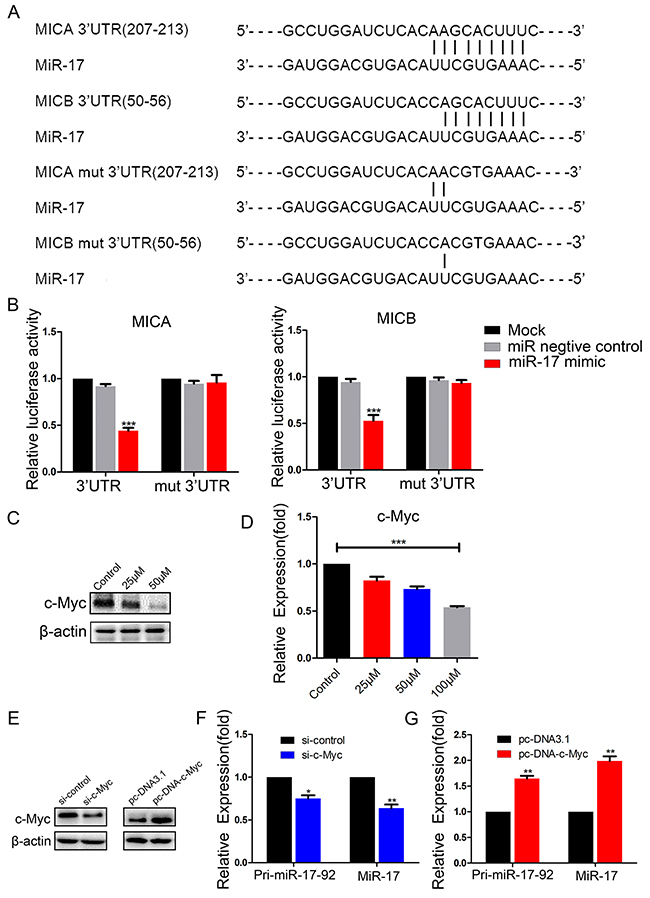 MiR-17 binds to the 3&prime;-UTRs of MICA and MICB, and c-Myc promotes the expression of miR-17.