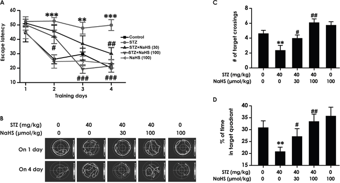 Effects of NaHS on the spatial learning and memory dysfunction of STZ-induced diabetic rats in the acquisition and probe phase of Morris water maze test.
