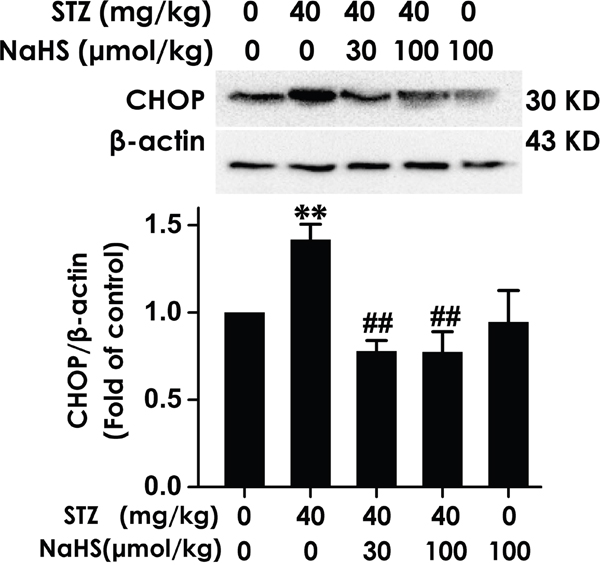 Effect of NaHS on the expression of CHOP in the hippocampus of STZ-induced diabetic rats.