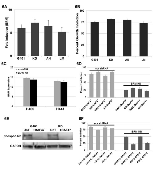 A illustrates the induction of BRM mRNA by 5-7-fold as measured by qPCR in 4 Rhabdoid cell lines, G401, KD, KPMRT-AN and LM, following transfection of BAF47.