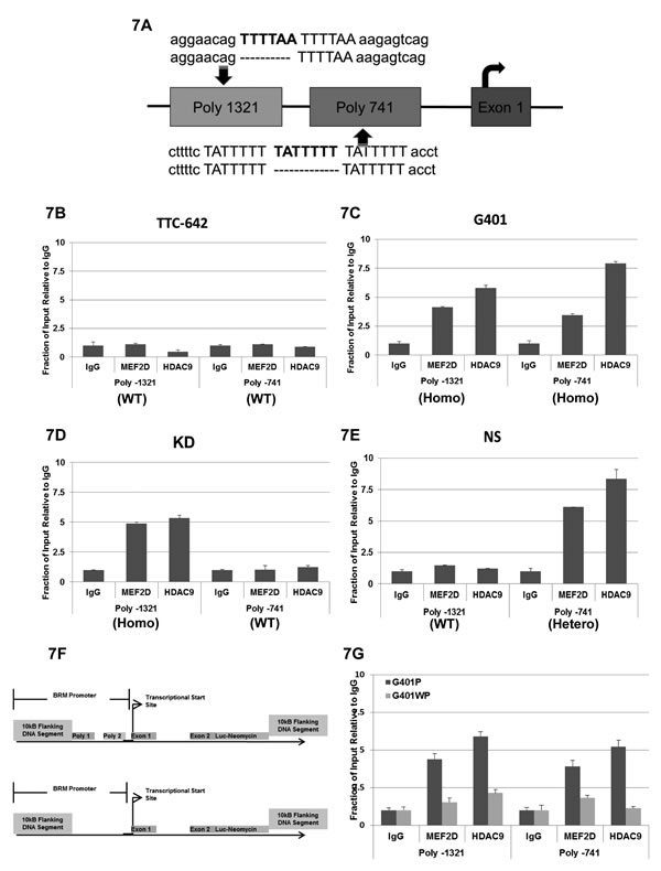 A illustrates the two BRM insertion polymorphisms (in bold), -1321 and -741, which are 1321 bp and 741 bp, respectively, upstream of the transcription start site.