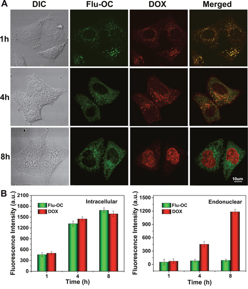 Time dependent endocytosis and drug release of DOX (red) loaded Flu-OC (green) with different molecular weights (DOX/Flu-OC) in MCF7 cells.