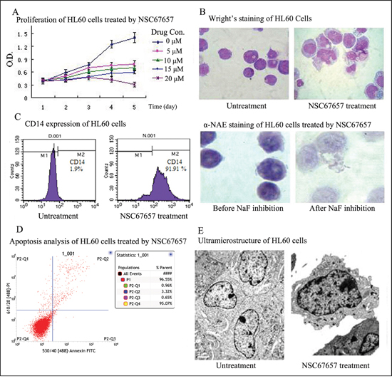 NSC67657 induces monocytic differentiation of HL60 cells.