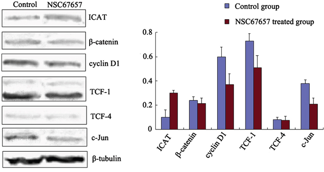 Expression of ICAT and Wnt/&#x03B2;-catenin signaling proteins during NSC67657-induced monocytic differentiation.