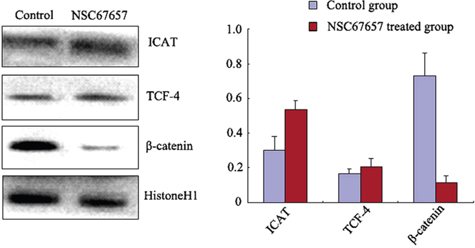 Nuclear protein levels of ICAT, &#x03B2;-catenin, and TCF-4 during NSC67657-induced monocytic differentiation.