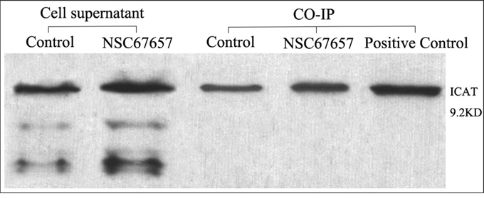 ICAT and &#x03B2;-catenin interaction analyzed by co-IP during NSC67657-induced monocytic differentiation.