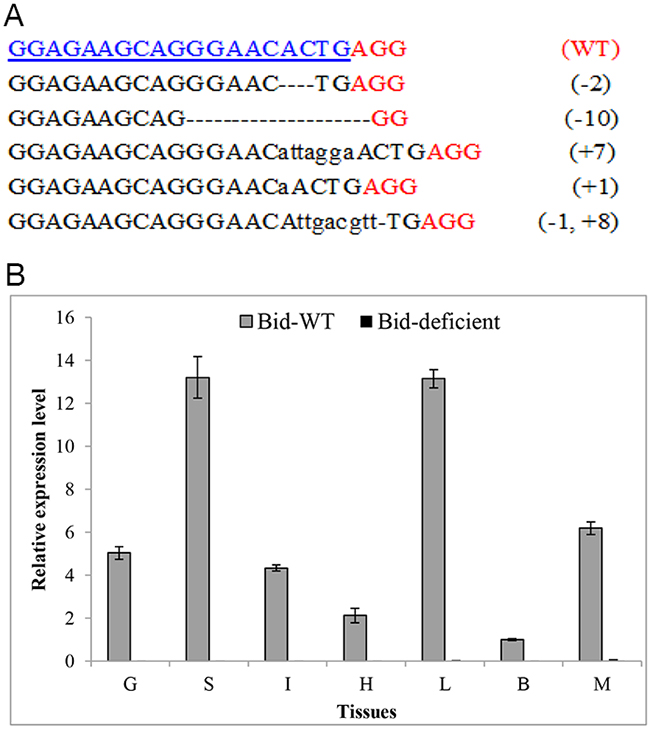 Efficient disruption of rare minnow Bid gene by CRISPR/Cas9.
