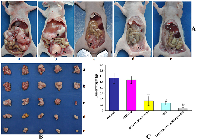 Tumor weights in the intraperitoneal xenograft model of human ovarian cancer in nude mice.