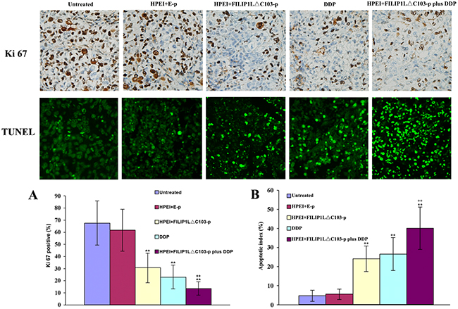 Effect of the combination treatment on cell proliferation and apoptosis in vivo.