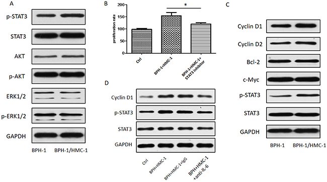 STAT3/Cyclin D1 signaling mediating mast cells induced BPH-1 proliferation.