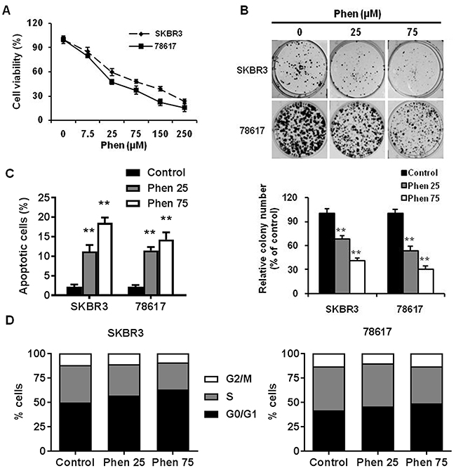 Phenformin inhibits the proliferation and clonogenic survival of ErbB2-overexpressing breast cancer cells in vitro.