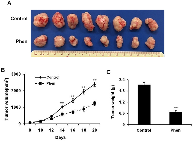 Phenformin inhibits ErbB2-overexpressing mammary tumor development in the syngeneic graft mouse model.