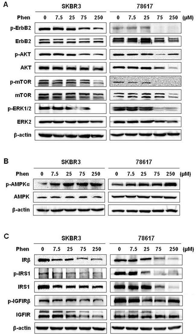 Phenformin activates AMPK signaling and inhibits ErbB2 and IGF1R signaling pathways.