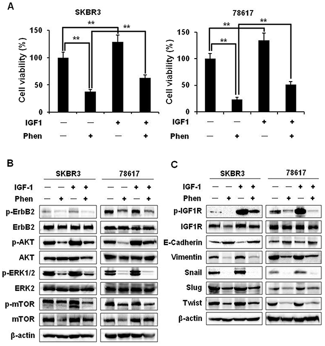 Phenformin inhibits IGF1-induced cell proliferation, RTK signaling, and EMT in ErbB2-overexpressing breast cancer cells.