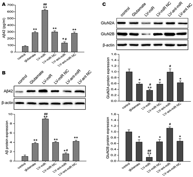 The impacts of regulating cell miR-144 on cognitive-related proteins in the N2A cells.