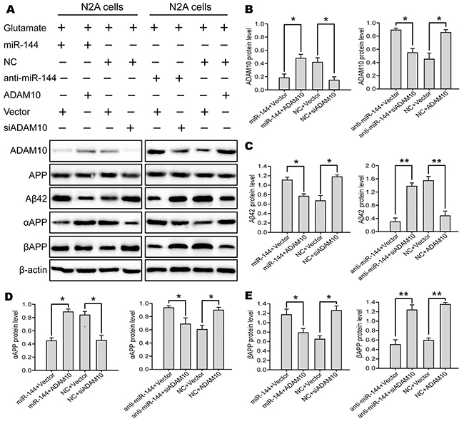miR-144 involved in the regulation of TBI-induced cognitive impairments by suppressing ADAM10 expression.