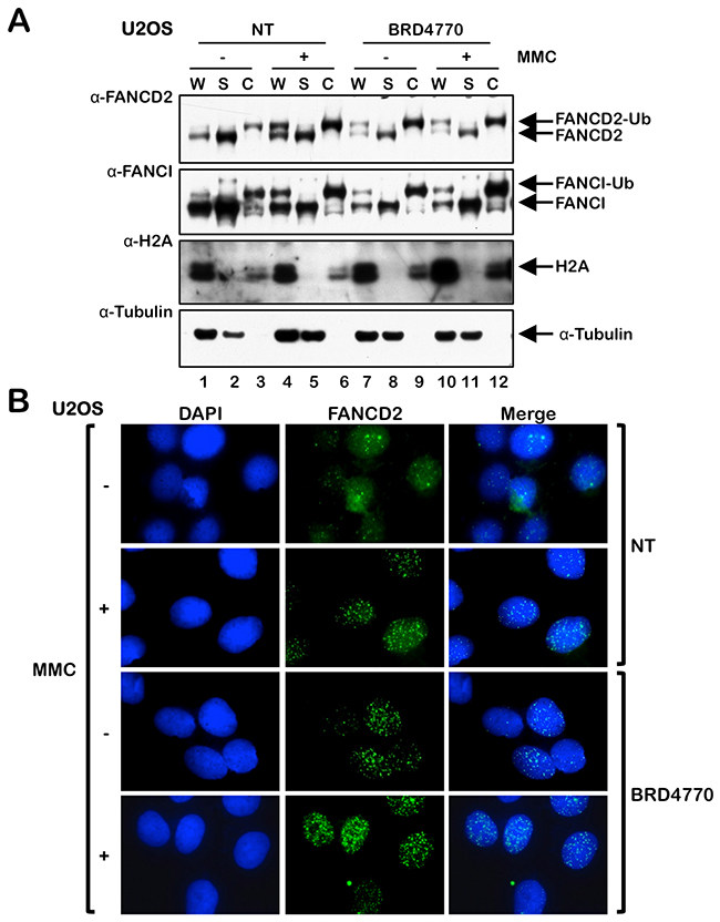 The HMTi BRD4770 induces FANCD2 chromatin localization and nuclear foci formation.